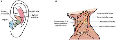 Critical Review of Transcutaneous Vagus Nerve Stimulation: Challenges for Translation to Clinical Practice